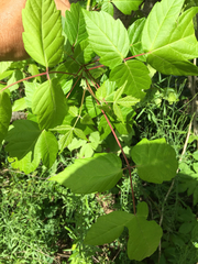 Acer negundo negundo