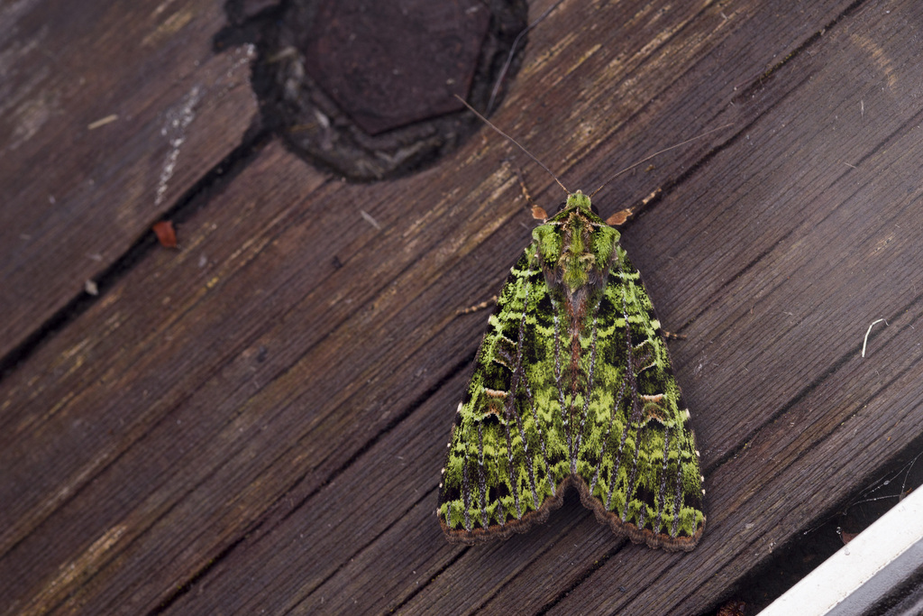 Anaplectoides semivirens