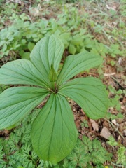 Paris verticillata