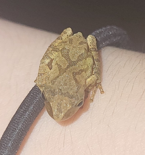 Spring Peeper observed by fusiformal