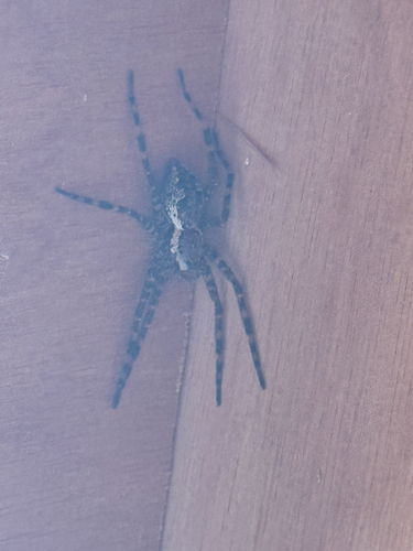 Dark Fishing Spider
