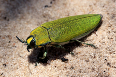 Steraspis