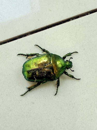 Manchurian Flower Chafer