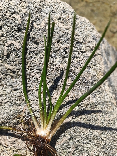 Isoetes lacustris observed 2026-08-13
