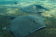 Honeycomb Stingray photo 4