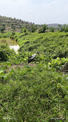 Asian Openbill