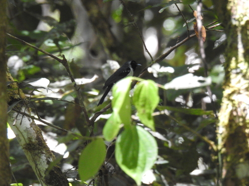 Symposiachrus guttula observed 2026-08-11