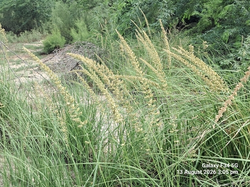 halfa grass