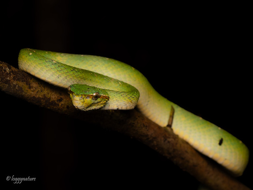 Bornean Keeled Pit Viper