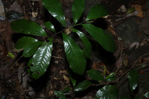 Eupomatia laurina, photograph 6