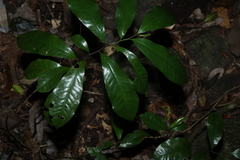 Eupomatia laurina, photograph (c) Greg Tasney, some rights reserved (CC BY-SA)