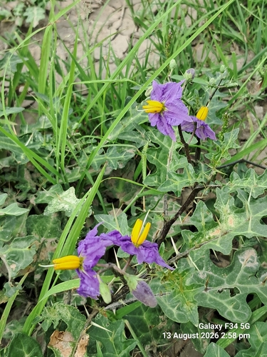 Surattense Nightshade
