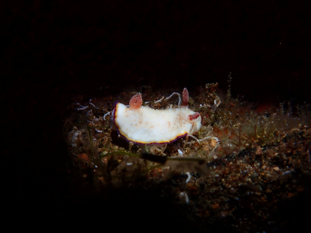 Goniobranchus preciosus