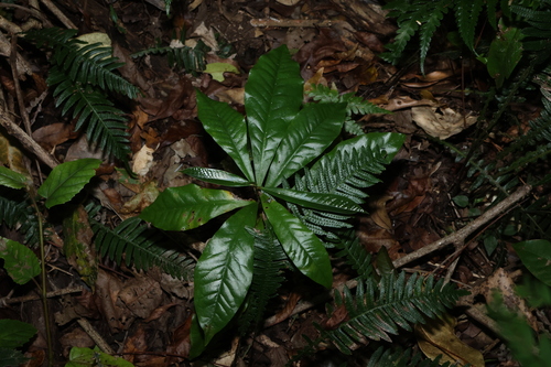 Eupomatia bennettii, photograph 4