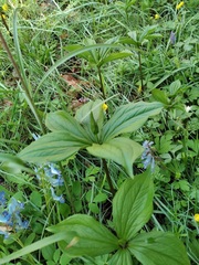 Paris verticillata
