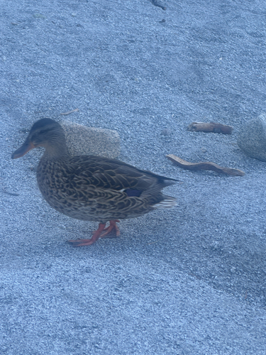 Mallard