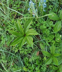 Paris verticillata