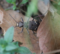 Cicindela gemmata