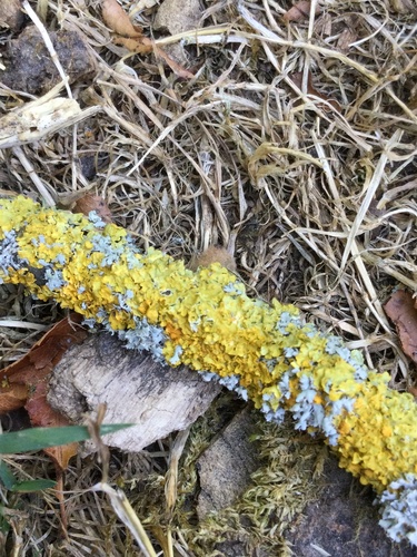 Common Sunburst Lichen