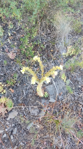 Sempervivum transcaucasicum, photograph 1