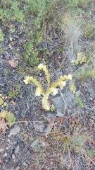 Sempervivum transcaucasicum