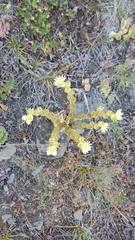 Sempervivum transcaucasicum, photograph author not stated, no rights reserved