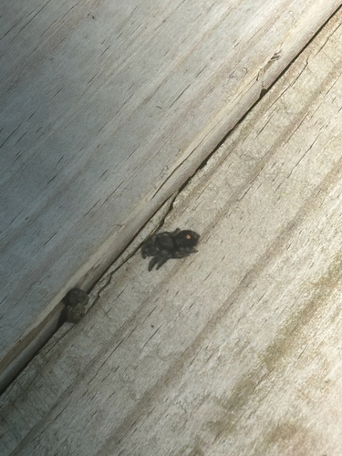 Bold Jumping Spider
