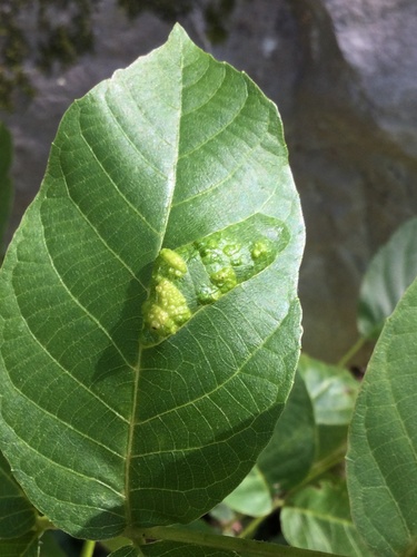 Walnut Blister Mite