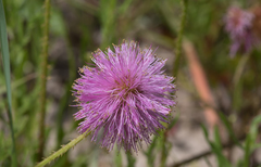 Mimosa quadrivalvis