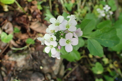 Cardamine raphanifolia