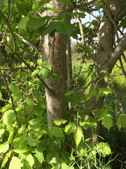 Acer negundo negundo