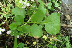 Cardamine raphanifolia