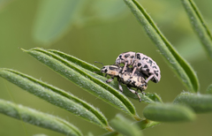 Eudiagogus rosenschoeldi