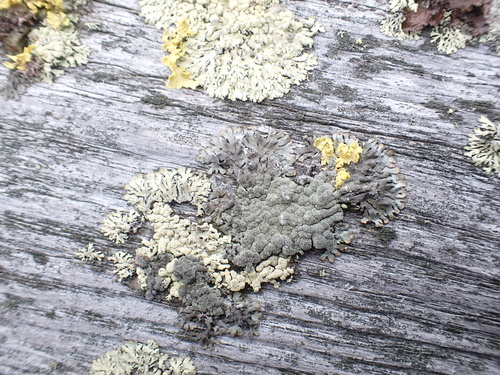 Gray Starburst Lichen