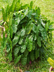 Philodendron burle-marxii