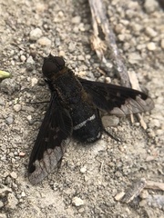 Hemipenthes velutina