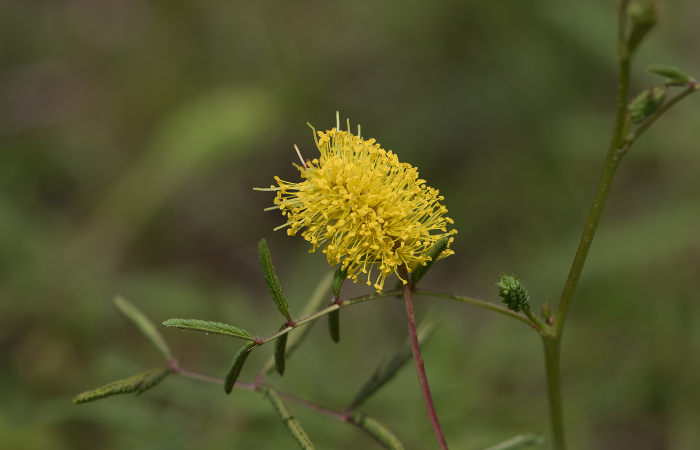 Neptunia lutea