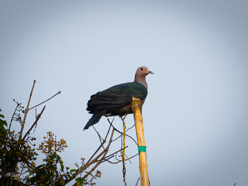 Green Imperial Pigeon