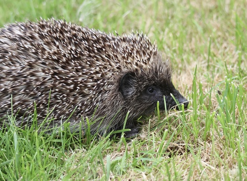 Northern White-breasted Hedgehog