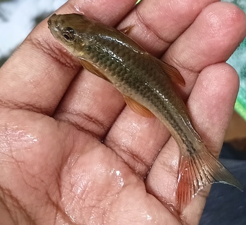 Ceylon Logsucker