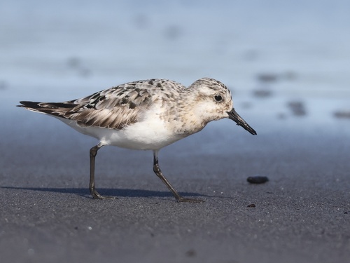 Sanderling