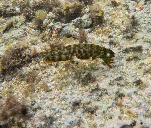Gonodactylus chiragra observed 2026-08-13