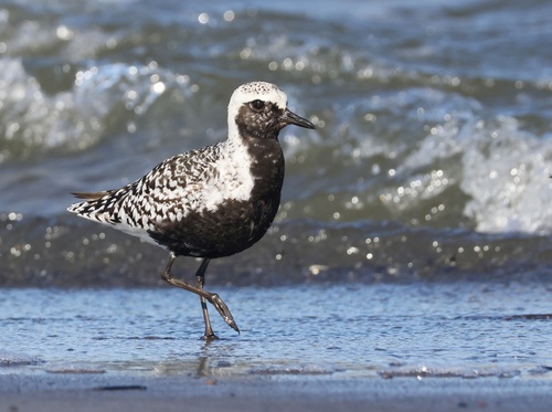 Black-bellied Plover