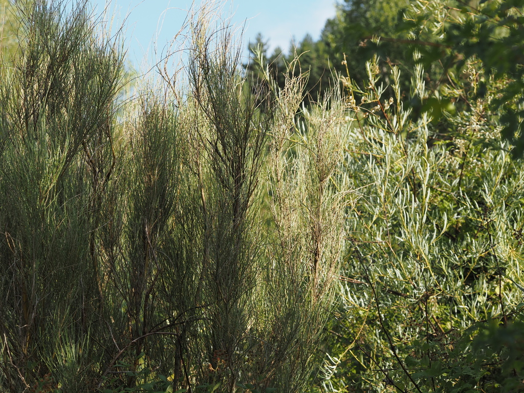 Genista cinerea; photograph (c) Louis Aureglia, some rights reserved (CC BY)