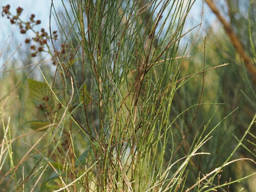 Genista cinerea, photograph 1