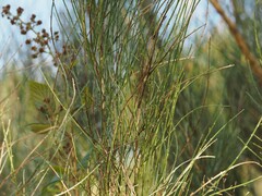 (c) Louis Aureglia, some rights reserved (CC BY) Genista cinerea, photograph (c) Louis Aureglia, some rights reserved (CC BY)
