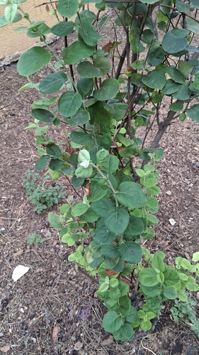 Common Pear