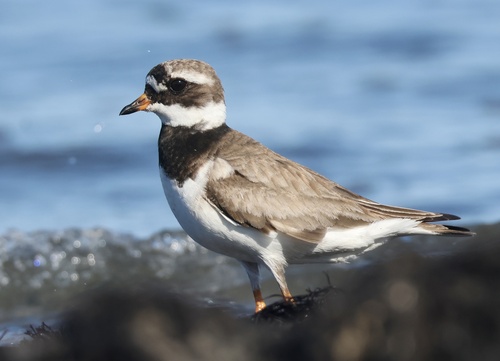 Common Ringed Plover
