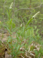 Polygala senega