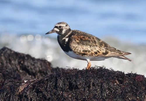 Ruddy Turnstone